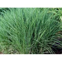 Lav Elefantgræs 'Kleine Silberspinne' Miscanthus Sinensis 'Kleine Silberspinne' Potte 2 Liter. -Osmoz Naturens Butik mi12741 miscanthus sin kleine silberspinne d2b6