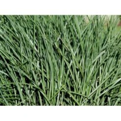 Elefantgræs 'Grosse Fontäne' Miscanthus Sinenensis 'Grosse Fontäne' 3,0 Liter Potte -Osmoz Naturens Butik mi12746 miscanthus sinensis grosse fontaeine 3ec2