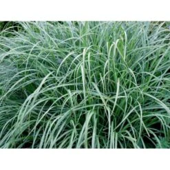 Kinesisk Græs Miscanthus Sinensis 'Hermann Müssel' 3,0 Liter Potte -Osmoz Naturens Butik mi12747 miscanthus sinensis hermann muessel 61d3