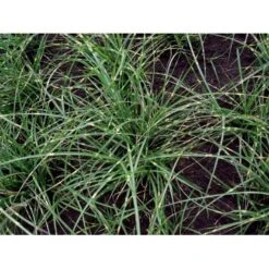 Dværg Zebragræs 'Little Zebra' Miscanthus Sinensis 'Little Zebra' Potte 2 Liter. -Osmoz Naturens Butik mi12750 miscanthus sinensis little zebra 0687