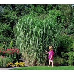 Stor Elefantgræs 'Giganteus' Miscanthus Sinensis 'Giganteus' Potte 2 Liter. -Osmoz Naturens Butik mi12758 miscanthus floridus 62d8
