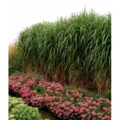 Stor Elefantgræs 'Giganteus' Miscanthus Sinensis 'Giganteus' Potte 2 Liter. -Osmoz Naturens Butik mi12758 miscanthus floridus 6a84