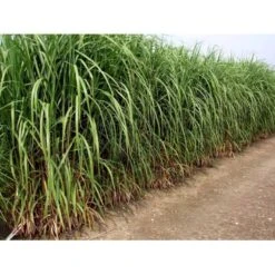 Stor Elefantgræs 'Giganteus' Miscanthus Sinensis 'Giganteus' Potte 2 Liter. -Osmoz Naturens Butik mi12758 miscanthus floridus e2c5