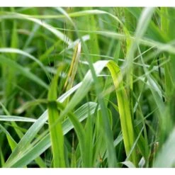 Pibegræs 'Transparent' Molinia Arundinacea 'Transparent' 1 Liter Potte -Osmoz Naturens Butik mi12765 molinia arundinacea transparent 561c