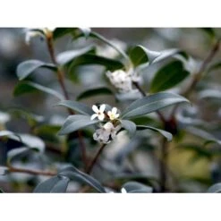 Stenved Osmanthus Burkwoodi Potte 3,5 Liter 20-30 Cm. -Osmoz Naturens Butik mi12877 osmanthus x burkwoodii 9d97