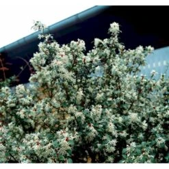 Stenved Osmanthus Burkwoodi Potte 3,5 Liter 20-30 Cm. -Osmoz Naturens Butik mi12877 osmanthus x burkwoodii df20