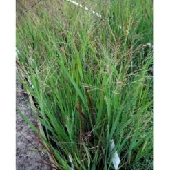 Staudehirse Panicum Virgatum 'Heavy Metal' 1 Liter Potte -Osmoz Naturens Butik mi12967 panicum virgatum heavy metal 1764