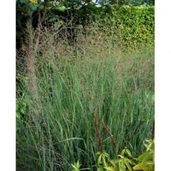 Staudehirse Panicum Virgatum 'Heavy Metal' 1 Liter Potte -Osmoz Naturens Butik mi12967 panicum virgatum heavy metal 3770