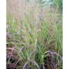 Staudehirse Panicum Virgatum 'Shenandoah' 1 Liter Potte -Osmoz Naturens Butik mi12972 panicum virgatum shenandoah ac6f