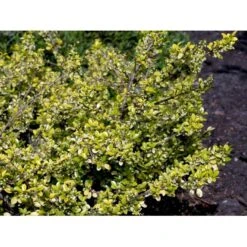 Dværgkristtorn 'Golden Gem' Ilex Crenata 'Golden Gem' Potte 2,0 Liter,- 25-30 Cm. -Osmoz Naturens Butik mi1312 ilex crenata golden gem 521f