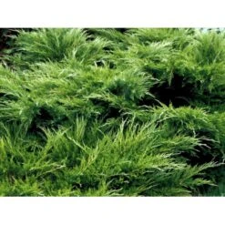 Kinesisk Enebær 'Mint Julep' Juniperus Chinensis 'Mint Julep' Potte 2,0 Liter,- 20-25 Cm. -Osmoz Naturens Butik mi1363 juniperus chinensis mint julep 13cc