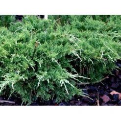 Kinesisk Enebær 'Mint Julep' Juniperus Chinensis 'Mint Julep' Potte 2,0 Liter,- 20-25 Cm. -Osmoz Naturens Butik mi1363 juniperus chinensis mint julep 86fd