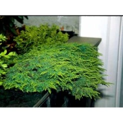 Almindelig Enebær 'Green Carpet' Juniperus Communis 'Green Carpet' Potte 2,0 Liter,- 20-25 Cm. -Osmoz Naturens Butik mi1368 juniperus communis green carpet 0f34