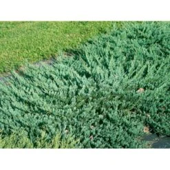 Almindelig Enebær 'Green Carpet' Juniperus Communis 'Green Carpet' Potte 2,0 Liter,- 20-25 Cm. -Osmoz Naturens Butik mi1368 juniperus communis green carpet 7c9f