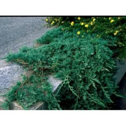 Krybende Enebær 'Wiltonii' Juniperus Horizontalis 'Wiltonii' Potte 3,0 Liter,- 25-30 Cm. -Osmoz Naturens Butik mi1373 juniperus horiz wiltonii 74c4