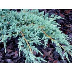 Lavtvoksende Blå Enebær 'Blue Carpet' Juniperus Squamata 'Blue Carpet' Potte 3,0 Liter,- 30-40 Cm. -Osmoz Naturens Butik mi1374 juniperus squamata blue carpet c7ab