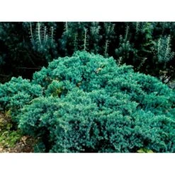 Lavtvoksende Blå Enebær 'Blue Star' Juniperus Squamata 'Blue Star' Potte 5,0 Liter,- 25-30 Cm. -Osmoz Naturens Butik mi1375 juniperus squamata blue star 64f1