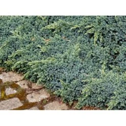 Lavtvoksende Blå Enebær 'Blue Star' Juniperus Squamata 'Blue Star' Potte 5,0 Liter,- 25-30 Cm. -Osmoz Naturens Butik mi1375 juniperus squamata blue star a8bd