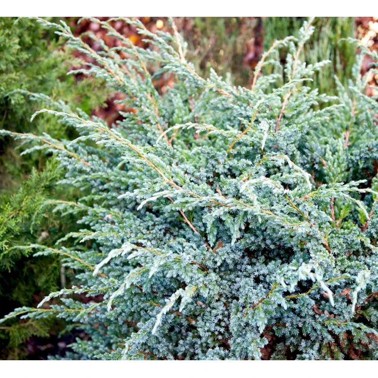 Blå Enebær 'Meyeri' Juniperus Squamata 'Meyeri' Potte 3,0 Liter,- 30-40 Cm. 5 Blå Enebær 'Meyeri' Juniperus Squamata 'Meyeri' Potte 3,0 Liter,- 30-40 Cm. - Billede 3