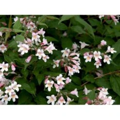 Dronningebusk 'Syvdal' Kolkwitzia Amabilis 'Syvdal' 5 Liter Potte 8 Dronningebusk 'Syvdal' Kolkwitzia Amabilis 'Syvdal' 5 Liter Potte -Osmoz Naturens Butik mi1386 kolkwitzia amabilis syvdal 4579