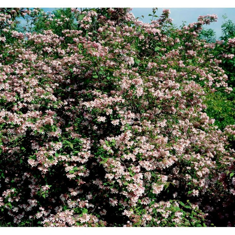 Dronningebusk 'Syvdal' Kolkwitzia Amabilis 'Syvdal' 5 Liter Potte 6 Dronningebusk 'Syvdal' Kolkwitzia Amabilis 'Syvdal' 5 Liter Potte - Billede 4