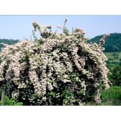 Dronningebusk 'Pink Cloud' Kolkwitzia Amabilis 'Pink Cloud' Potte 7,5 Liter 80-100 Cm. -Osmoz Naturens Butik mi1389 kolkwitzia amabilis pink cloud ecf1