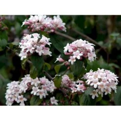 Dronningebusk 'Pink Cloud' Kolkwitzia Amabilis 'Pink Cloud' Potte 7,5 Liter 80-100 Cm. -Osmoz Naturens Butik mi1389 kolkwitzia amabilis pink cloud f2be