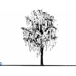 Guldregn Laburnum Watereri 'Vossii' Opstammet 180 Cm. Med Potte -Osmoz Naturens Butik mi1393 laburnum watereri vossii 51e5