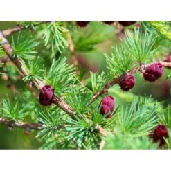 Japansk Lærk Larix Kaempferi Potte 7,5 Liter 175-200 Cm. 15 Japansk Lærk Larix Kaempferi Potte 7,5 Liter 175-200 Cm. -Osmoz Naturens Butik mi1396 larix kaempferi 17d9