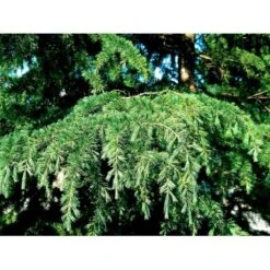 Japansk Lærk Larix Kaempferi Barrods,- 2 års (2/0) 30-80 Cm.