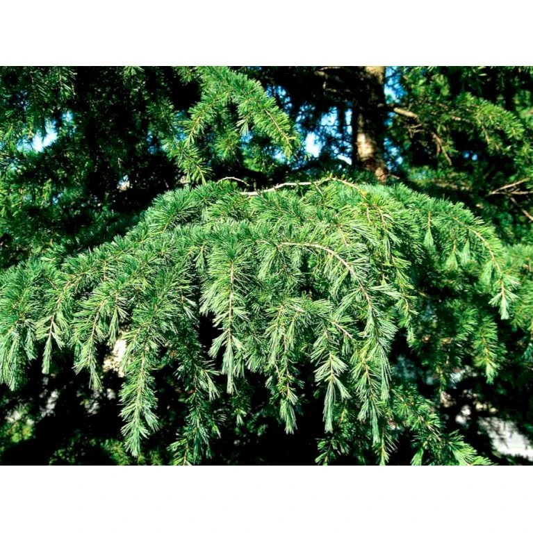 Japansk Lærk Larix Kaempferi Potte 7,5 Liter 175-200 Cm. 6 Japansk Lærk Larix Kaempferi Potte 7,5 Liter 175-200 Cm. - Billede 4