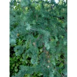 Japansk Lærk 'Diana' Larix Kaempferi 'Diana' Opstammet 90 Cm. 7,5 Liter Potte -Osmoz Naturens Butik mi1406 larix kaempferi diana b8d9