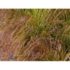 Sølvaksgræs Anemanthela Lessoniana (Stipa Arundinacea) 1 Liter Potte -Osmoz Naturens Butik mi14098 stipa arundinacea 3db5