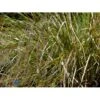 Sølvaksgræs Anemanthela Lessoniana (Stipa Arundinacea) 1 Liter Potte -Osmoz Naturens Butik mi14098 stipa arundinacea 3ea9