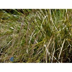 Sølvaksgræs Anemanthela Lessoniana (Stipa Arundinacea) 1 Liter Potte