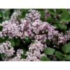Dværgsyren 'Heimdal' Syringa Meyeri 'Heimdal' Potte 3,5 Liter 30-40 Cm. -Osmoz Naturens Butik mi14118 syringa meyeri 35f5