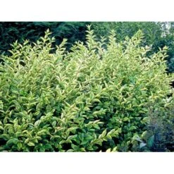 Gul Bredbladet Liguster Ligustrum Ovalifolium 'Aureum' Potte 12 Liter,- 100-125 Cm. 10 Gul Bredbladet Liguster Ligustrum Ovalifolium 'Aureum' Potte 12 Liter,- 100-125 Cm. -Osmoz Naturens Butik mi1433 ligustrum ovalifolium aureum 3e53