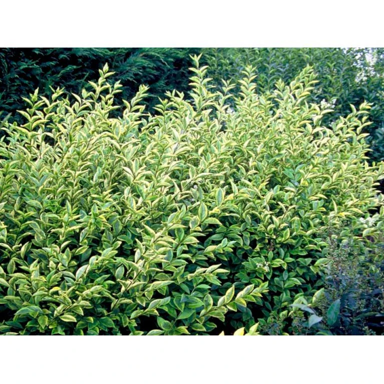 Gul Bredbladet Liguster Ligustrum Ovalifolium 'Aureum' Potte 12 Liter,- 100-125 Cm. 6 Gul Bredbladet Liguster Ligustrum Ovalifolium 'Aureum' Potte 12 Liter,- 100-125 Cm. - Billede 4
