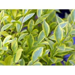 Gul Bredbladet Liguster Ligustrum Ovalifolium 'Aureum' Potte 12 Liter,- 100-125 Cm. 11 Gul Bredbladet Liguster Ligustrum Ovalifolium 'Aureum' Potte 12 Liter,- 100-125 Cm. -Osmoz Naturens Butik mi1433 ligustrum ovalifolium aureum 8dbe