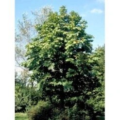 Hestekastanie Aesculus Hippocastanum Potte 12 Liter,- 150-175 Cm. 18 Hestekastanie Aesculus Hippocastanum Potte 12 Liter,- 150-175 Cm. -Osmoz Naturens Butik mi143 aesculus hippocastanum 2985