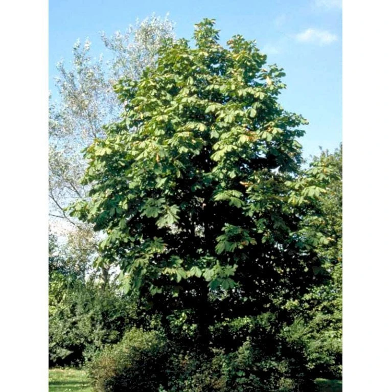 Hestekastanie Aesculus Hippocastanum Potte 12 Liter,- 150-175 Cm. 10 Hestekastanie Aesculus Hippocastanum Potte 12 Liter,- 150-175 Cm. - Billede 8
