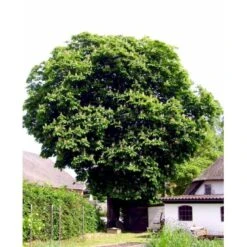 Hestekastanie Aesculus Hippocastanum Potte 12 Liter,- 150-175 Cm. 17 Hestekastanie Aesculus Hippocastanum Potte 12 Liter,- 150-175 Cm. -Osmoz Naturens Butik mi143 aesculus hippocastanum 4dc9