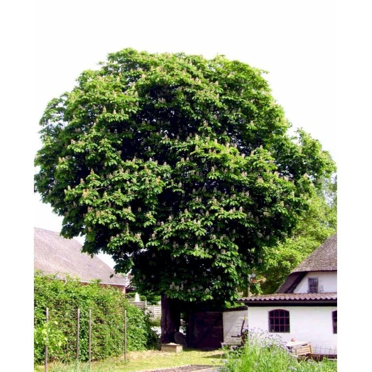 Hestekastanie Aesculus Hippocastanum Potte 12 Liter,- 150-175 Cm. 9 Hestekastanie Aesculus Hippocastanum Potte 12 Liter,- 150-175 Cm. - Billede 7