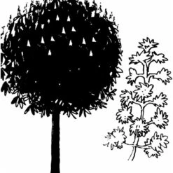 Hestekastanie Aesculus Hippocastanum Potte 12 Liter,- 150-175 Cm. 16 Hestekastanie Aesculus Hippocastanum Potte 12 Liter,- 150-175 Cm. -Osmoz Naturens Butik mi143 aesculus hippocastanum a103