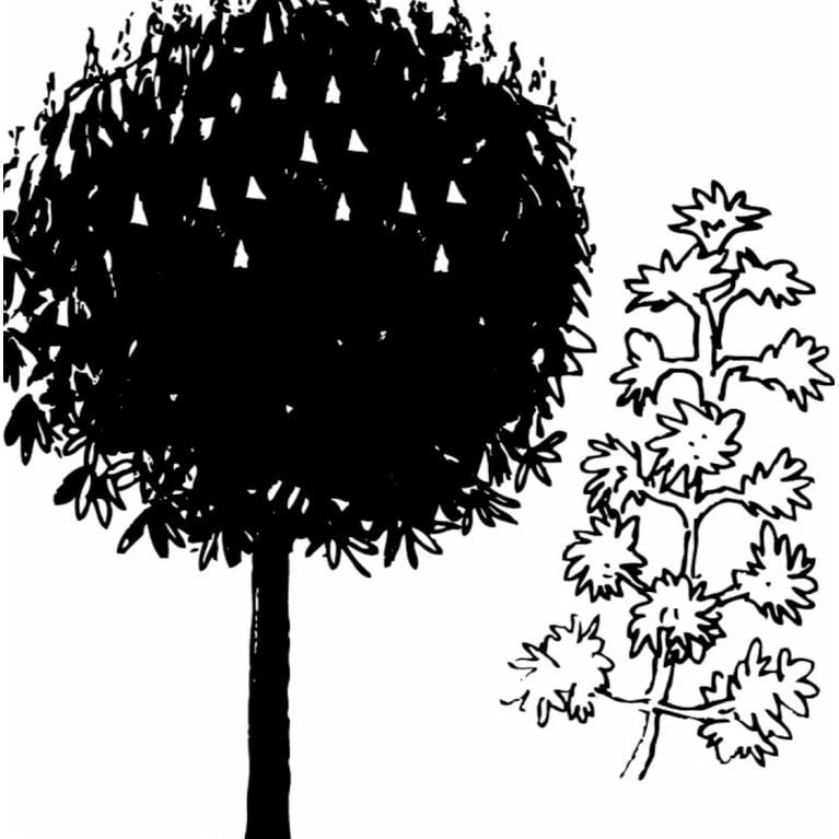 Hestekastanie Aesculus Hippocastanum Potte 12 Liter,- 150-175 Cm. 8 Hestekastanie Aesculus Hippocastanum Potte 12 Liter,- 150-175 Cm. - Billede 6