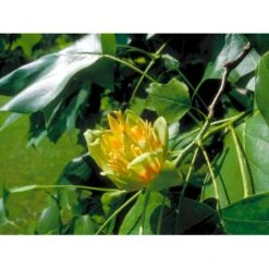 Tulipantræ Liriodendron Tulipifera Med Klump,- 150-175 Cm. -Osmoz Naturens Butik mi1444 liriodendron tulipifera 2c39