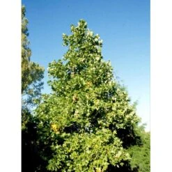 Tulipantræ Liriodendron Tulipifera Med Klump,- 150-175 Cm. -Osmoz Naturens Butik mi1444 liriodendron tulipifera 656b