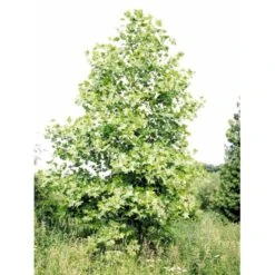 Tulipantræ Liriodendron Tulipifera Med Klump,- 150-175 Cm. -Osmoz Naturens Butik mi1444 liriodendron tulipifera ac79