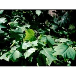 Tulipantræ Liriodendron Tulipifera Med Klump,- 150-175 Cm. -Osmoz Naturens Butik mi1444 liriodendron tulipifera e805