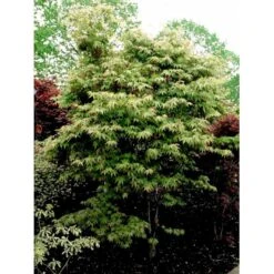 Japansk Løn Acer Palmatum 'Osakazuki' Potte 20 Liter,- 125-150 Cm. -Osmoz Naturens Butik mi14459 acer palmatum osakazuki 4418